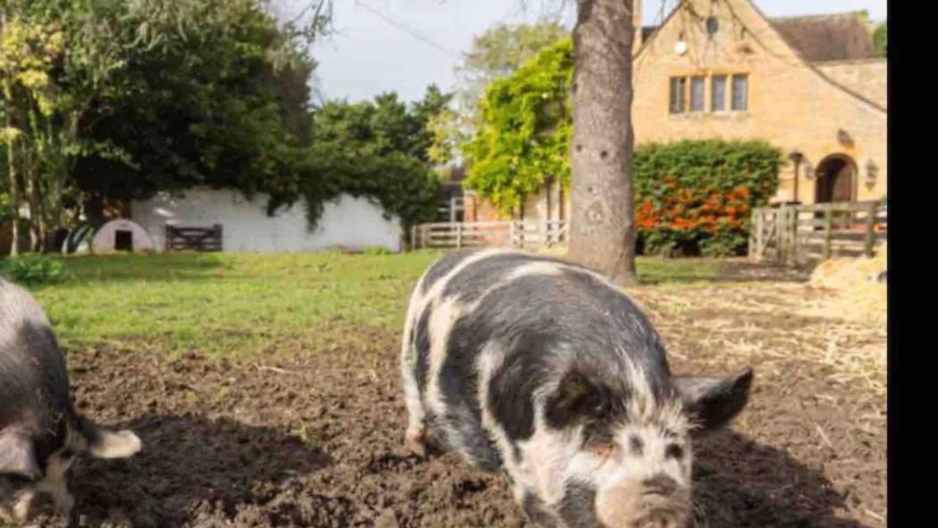 Piglet Cottage Pebworth エクステリア 写真
